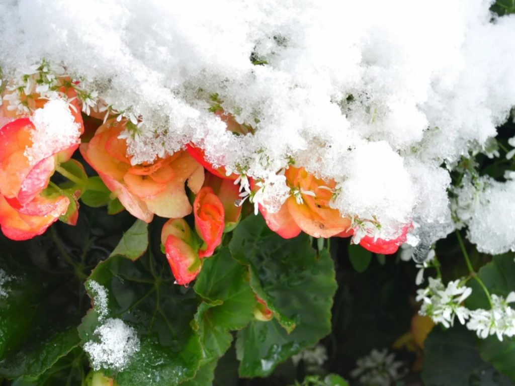 Begonia Winter Care