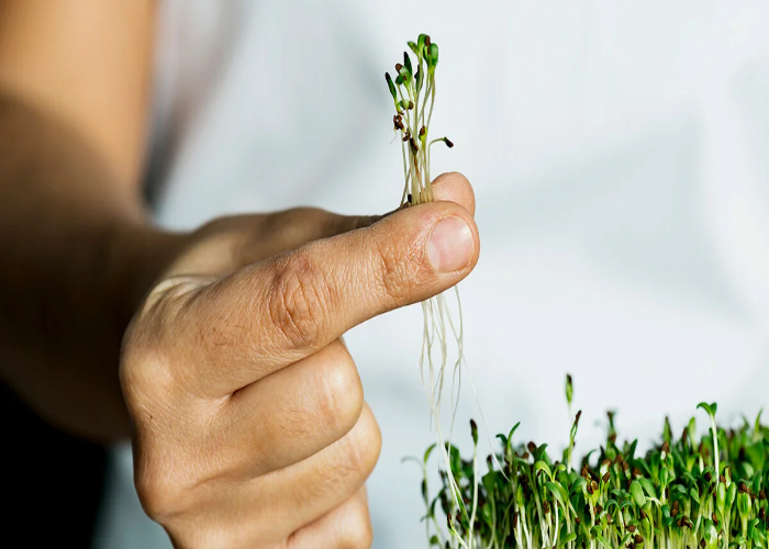 Benefits of Growing Cress