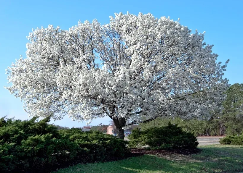 Benefits of Planting Cornus ‘Dogwood’