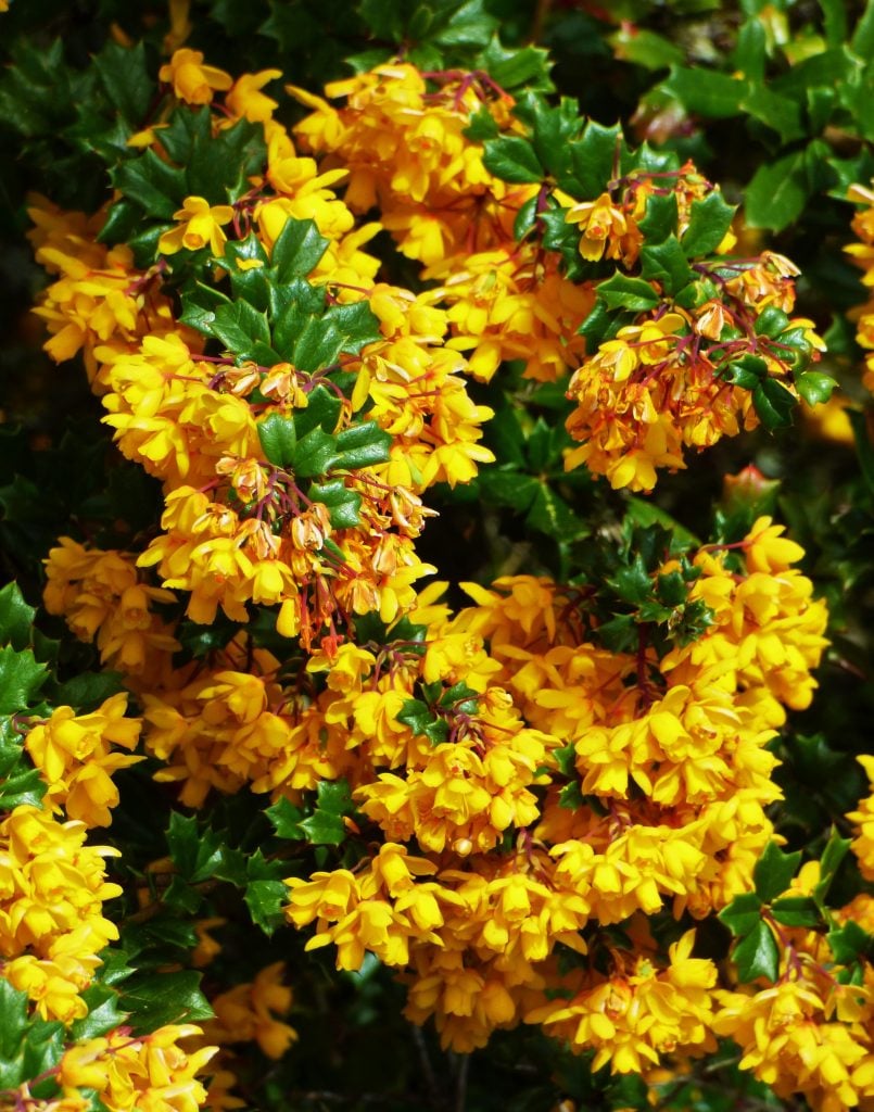 Berberis Darwinii