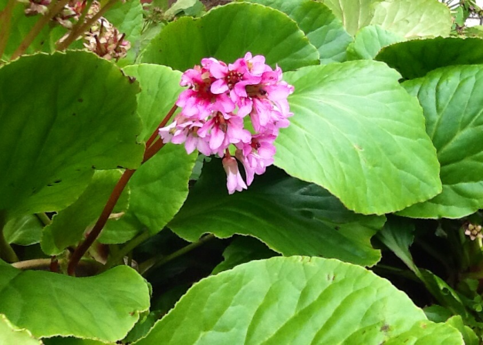 _Bergenia (Elephant’s Ears)