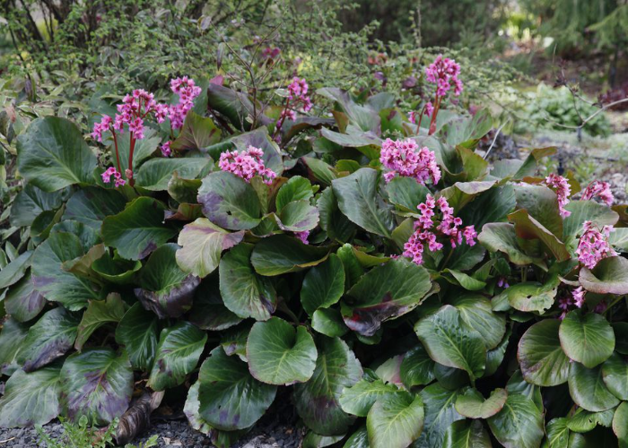 _Bergenia