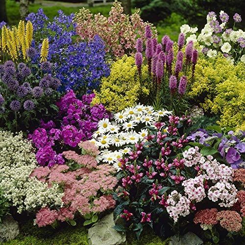 Best Autumn & Winter Bedding Plants