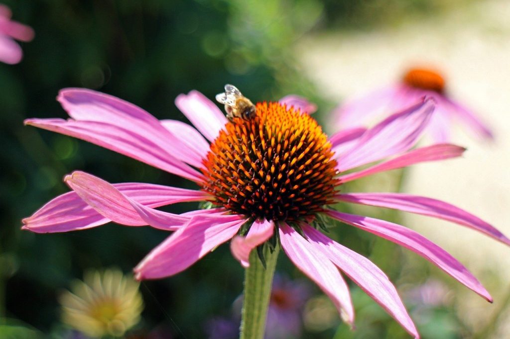 Best Flowers, Trees & Herbs For Bees