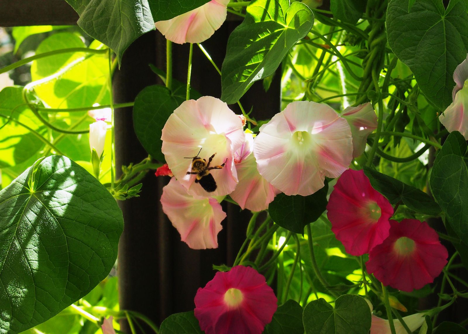 25 Beautiful Container Plants to Brighten Up Your Outdoor Space