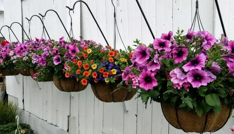 Best Plants To Use In Hanging Baskets