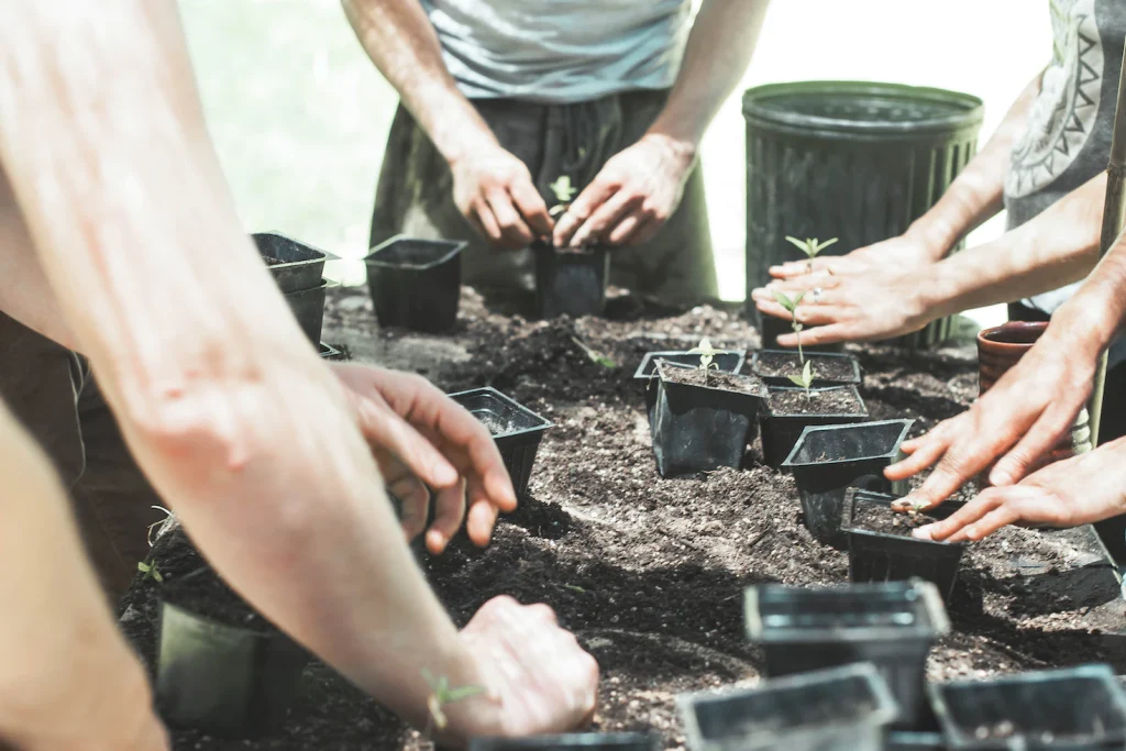 Best Time to Sow