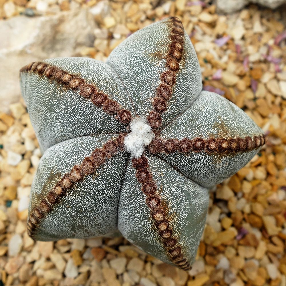 Bishop's Hat Cactus