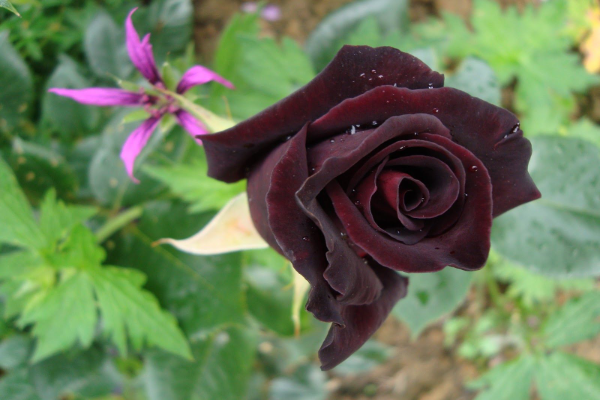 Black Baccara