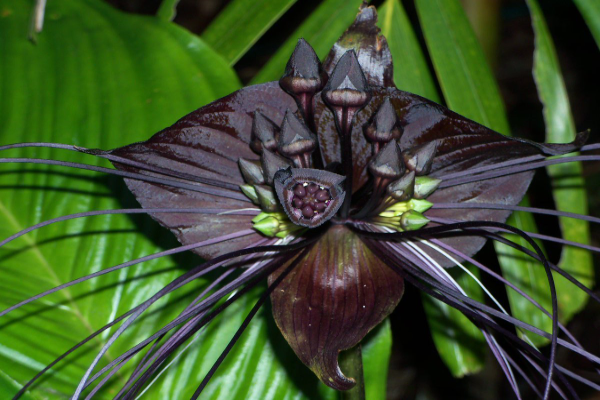 Black Bat Flower