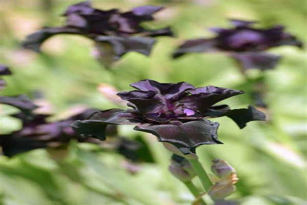 _Black Bearded Iris