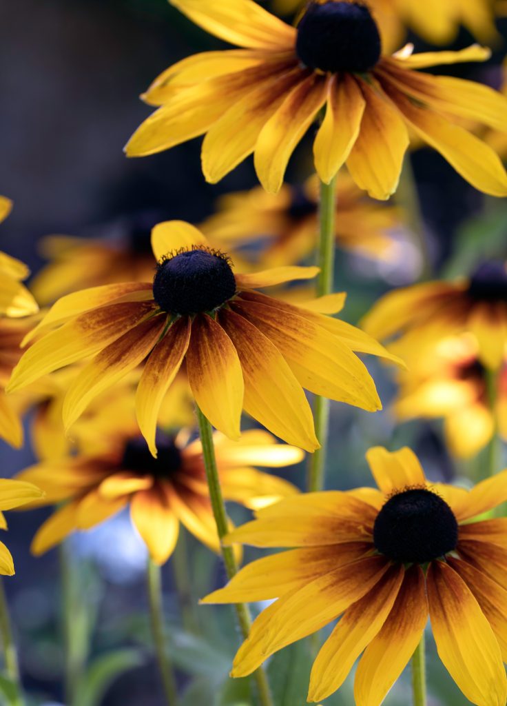 Black Eyed- Susan