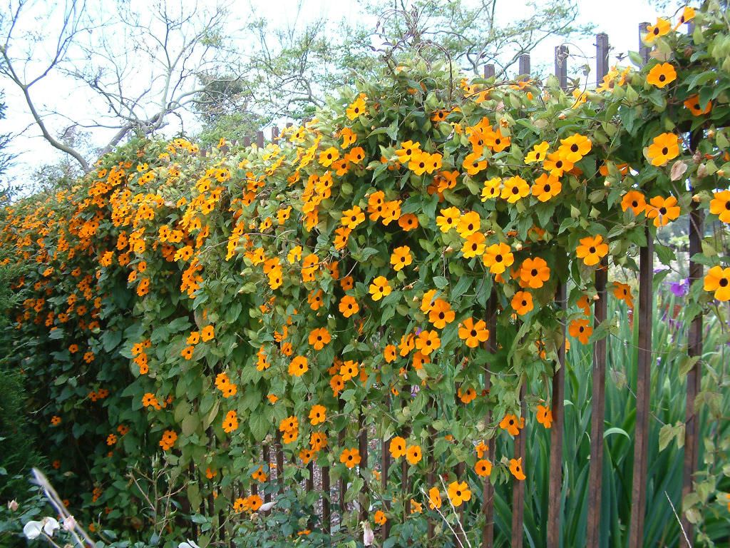 Black-Eyed Susan Vine