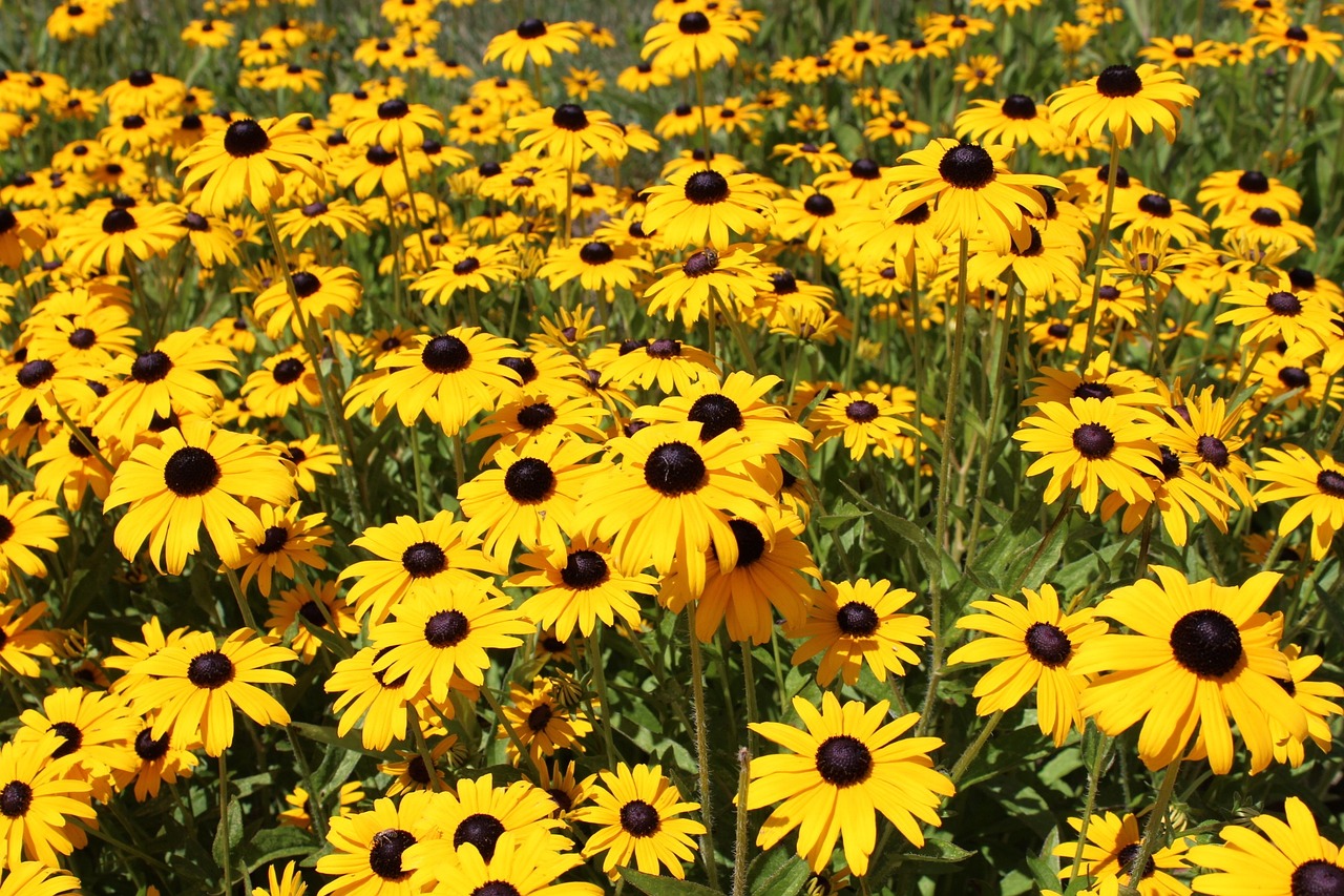 Black-Eyed Susan