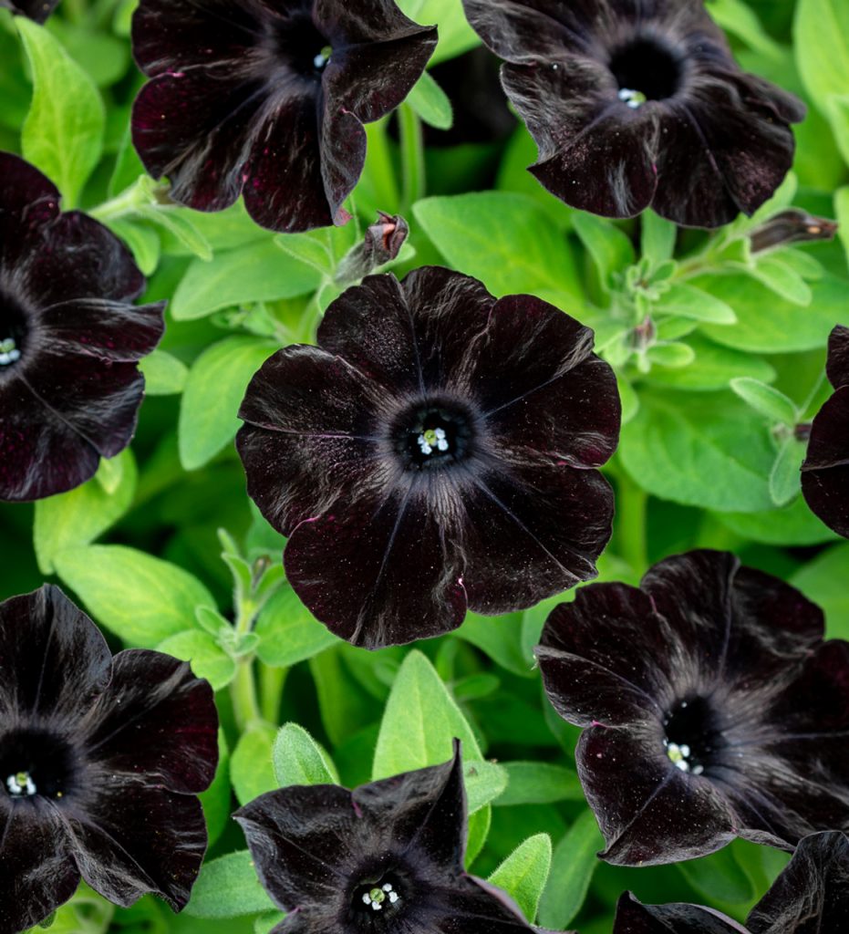 Black Velvet Petunia