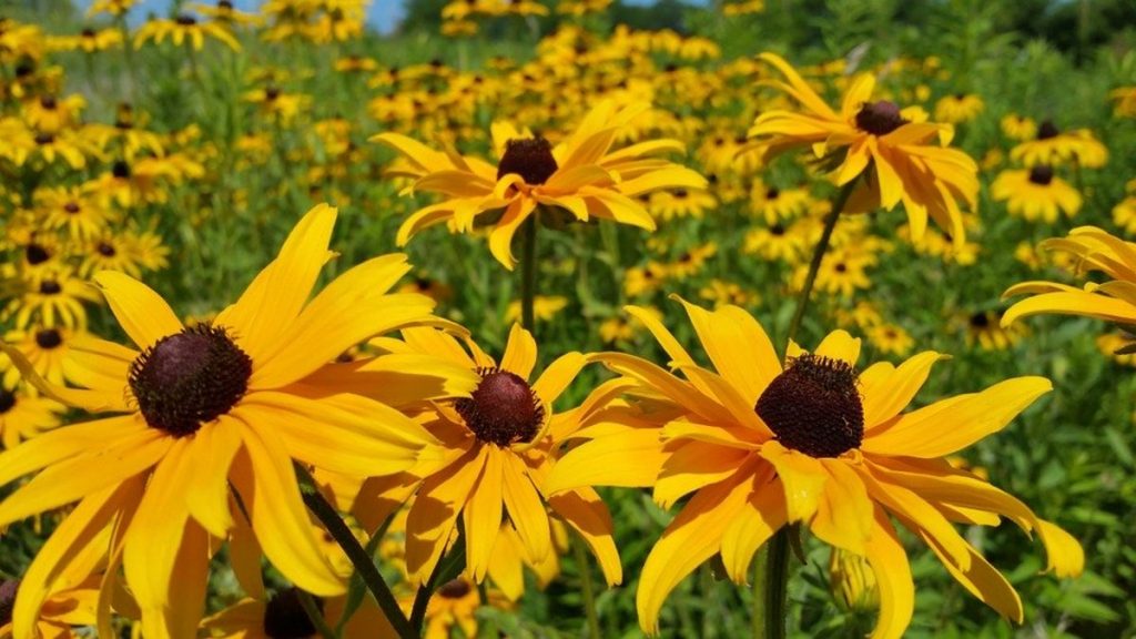 Black-eyed Susan.