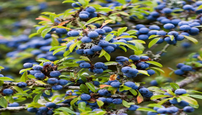 Blackthorn Hedge