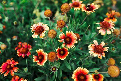 Blanket Flower