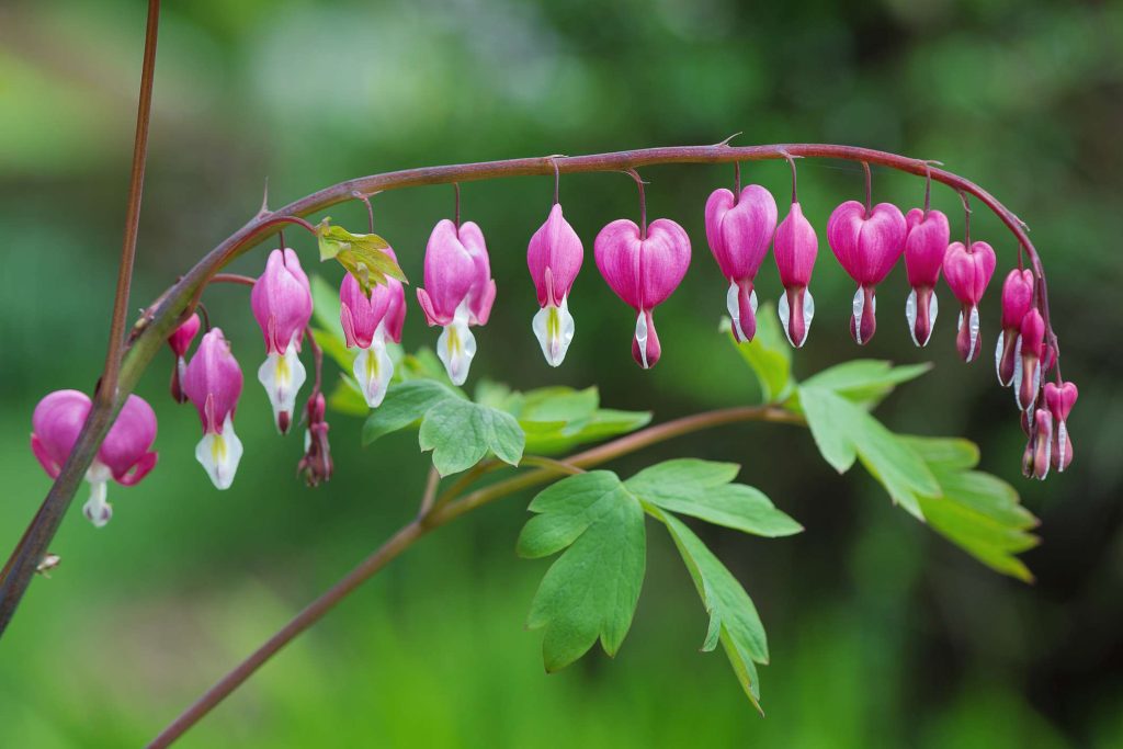 Bleeding Heart