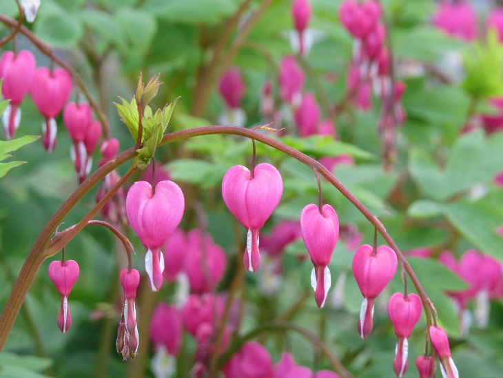 Bleeding Hearts