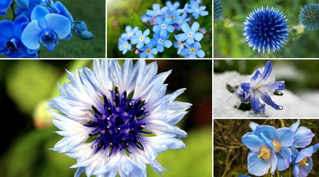 Blue Coloured Wildflowers For The Garden