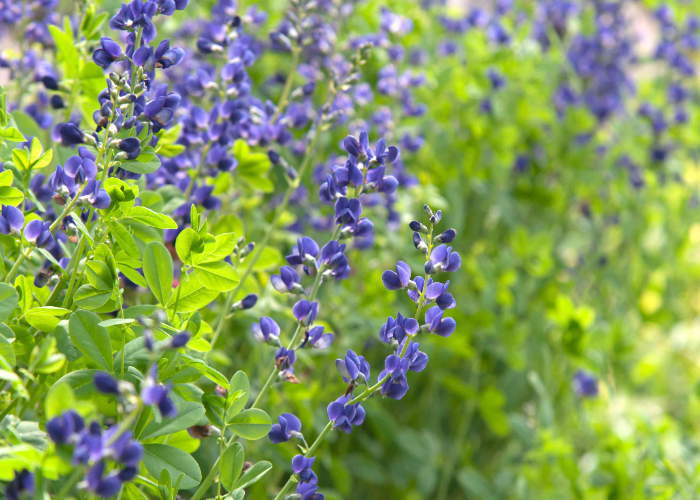 Blue False Indigo