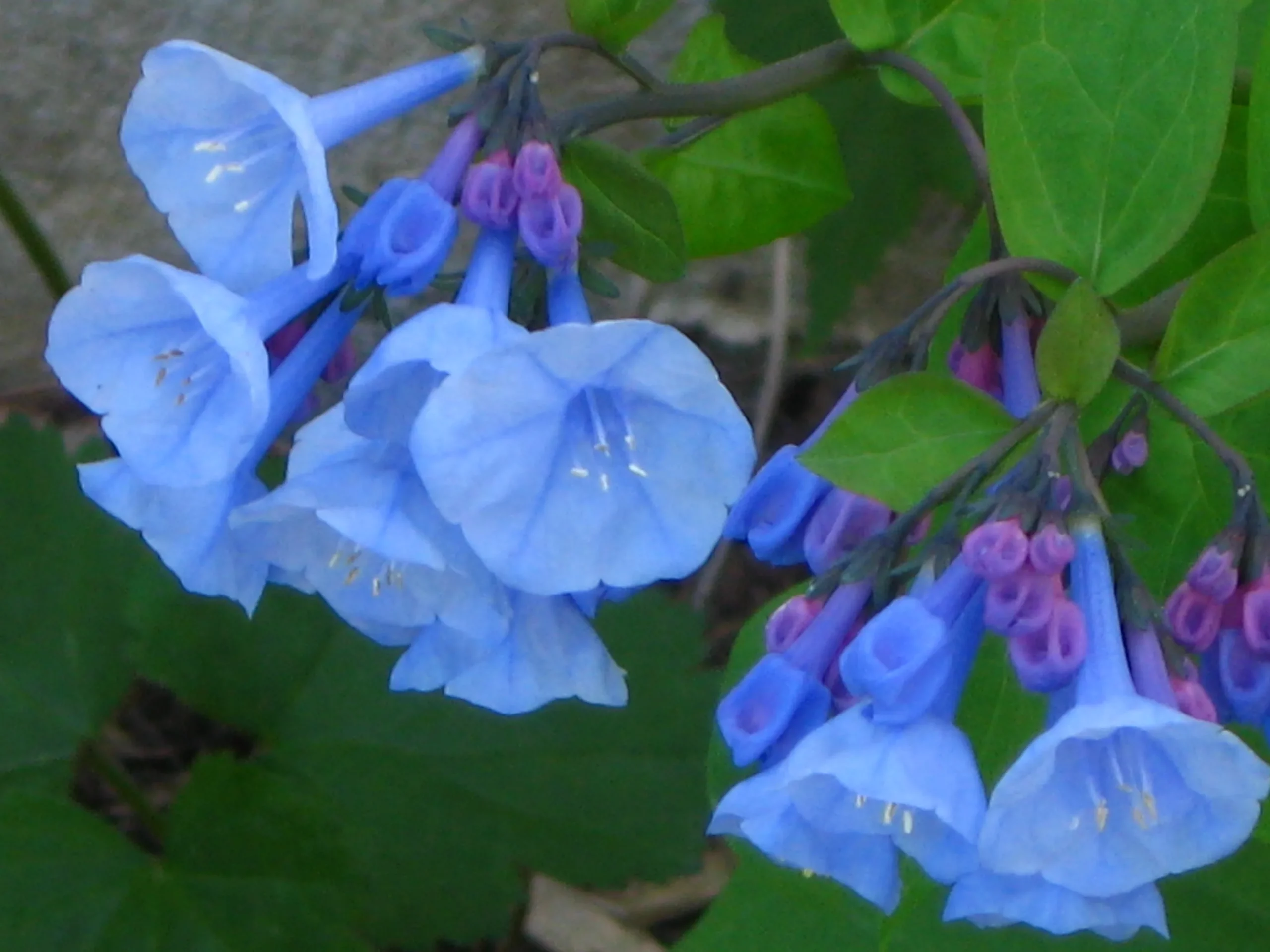 Bluebells of Virginia