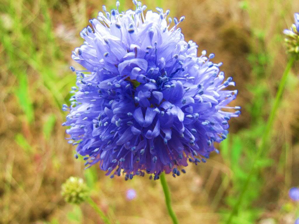 Bluehead Gilia