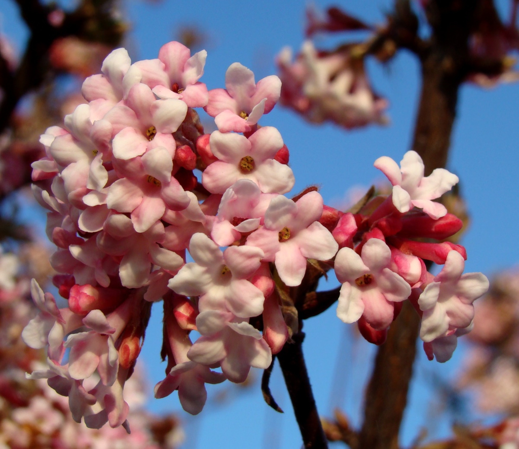 Bodnant Viburnum