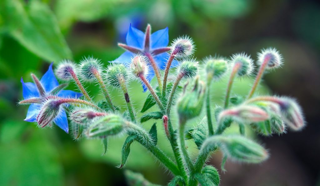 Borage