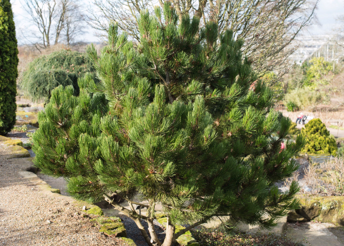 Bosnian Pine