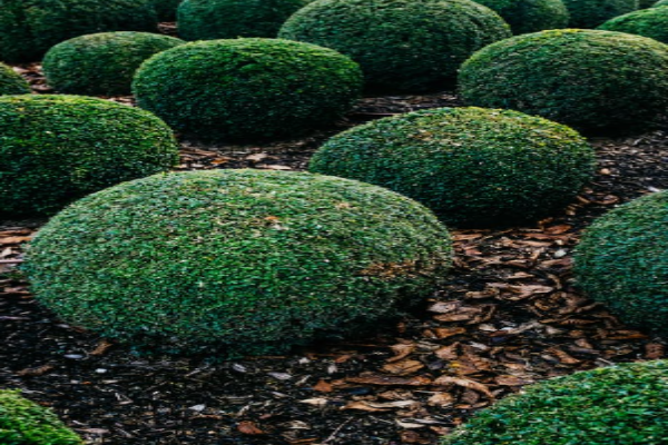 Boxwood