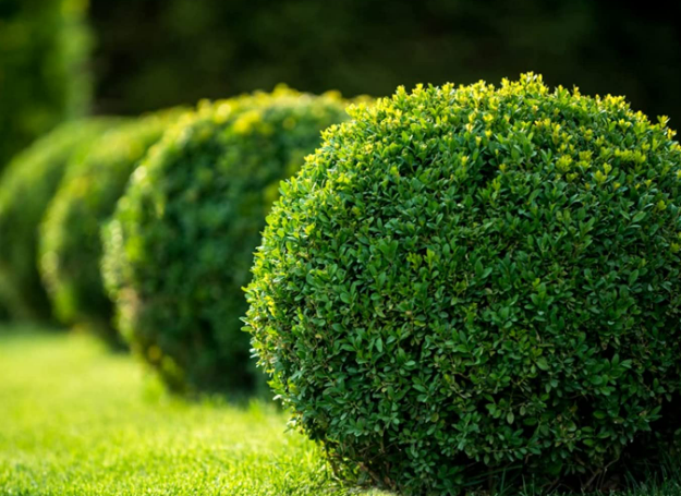 Boxwood (Buxus)