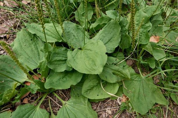 Broadleaf Plantain