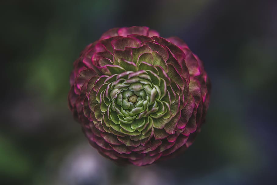 Burgundy Ranunculus