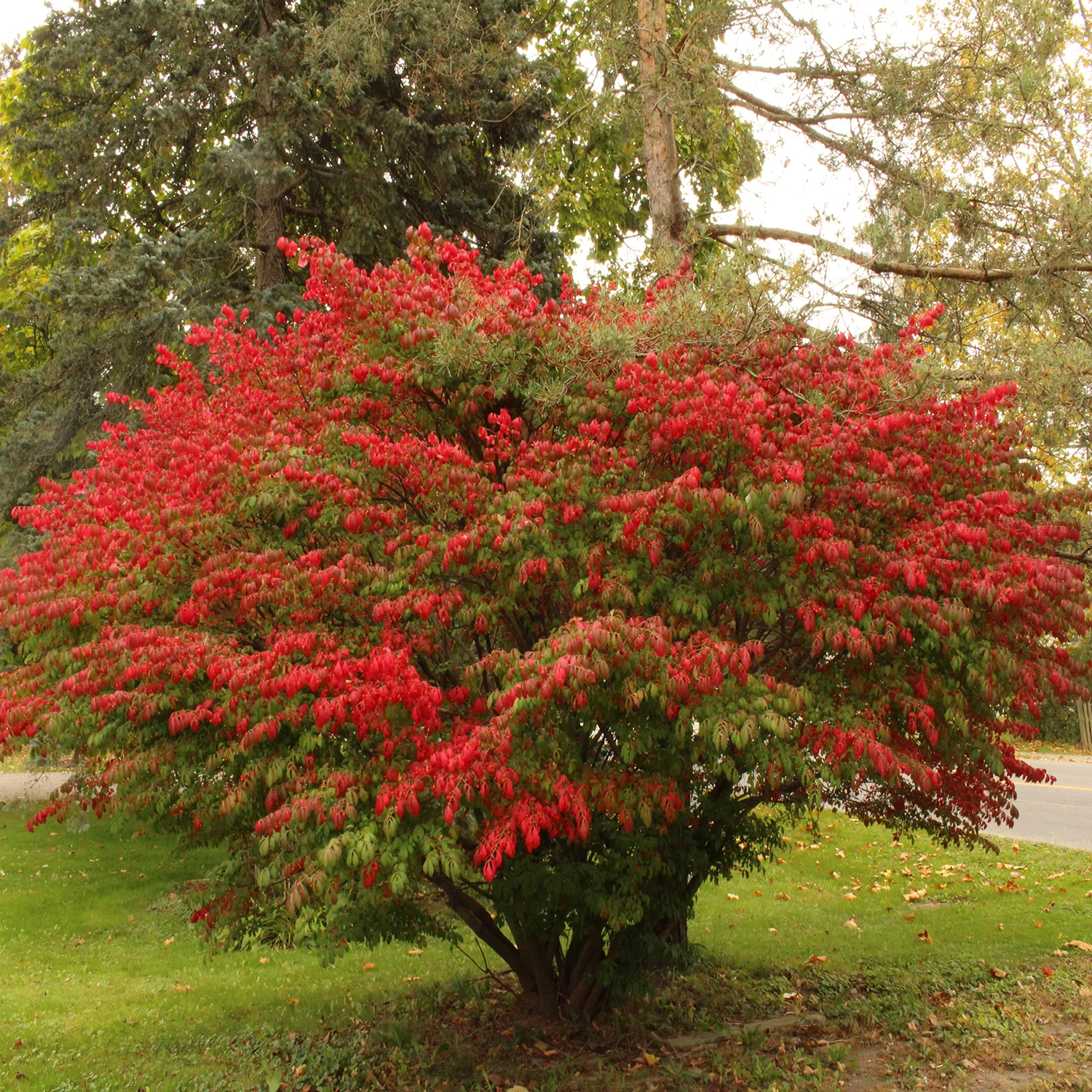 Burning Bush .jpg