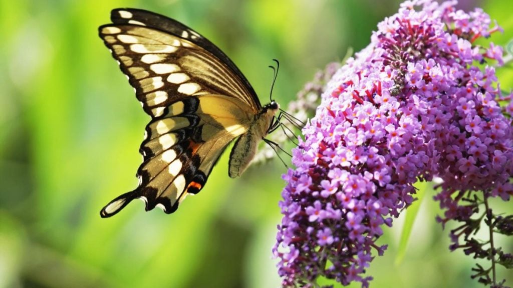 Butterfly Bush