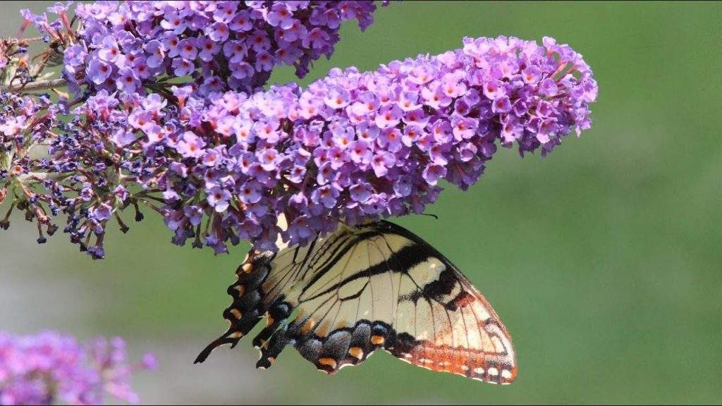 Butterfly Bush (Summer Lilacs)