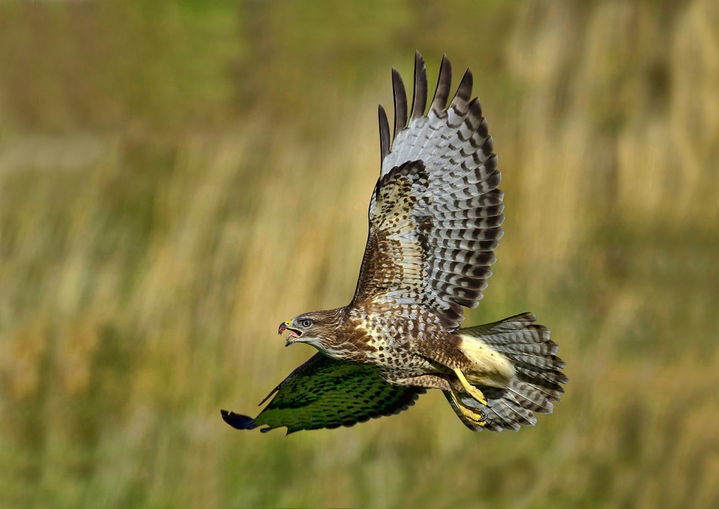 12 Different British Birds of Prey (Common & Rare) - TheArches