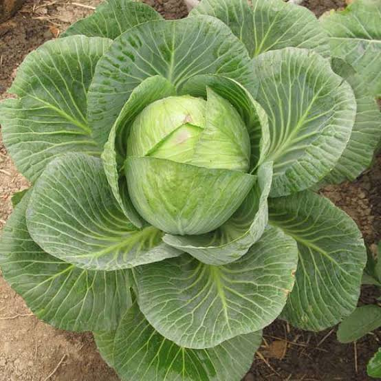 Cabbage