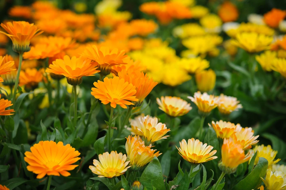 Calendula