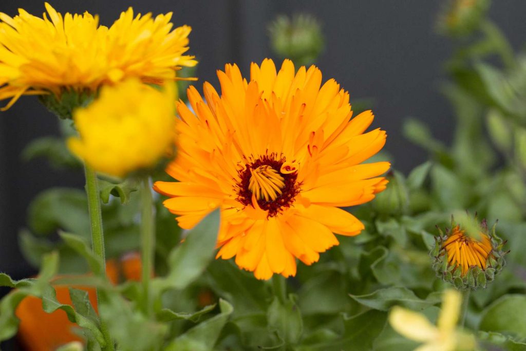 Calendulas