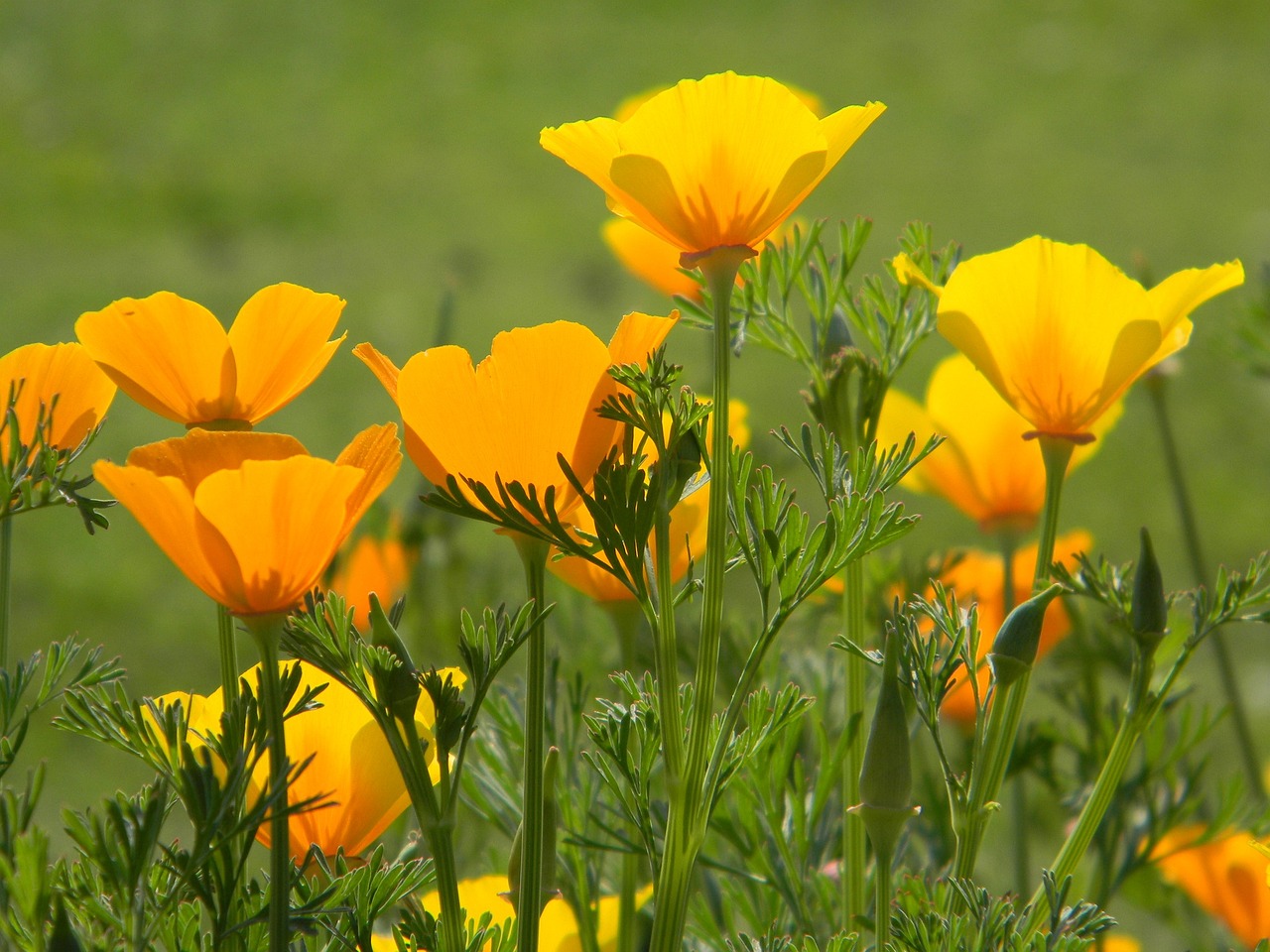 California Poppies