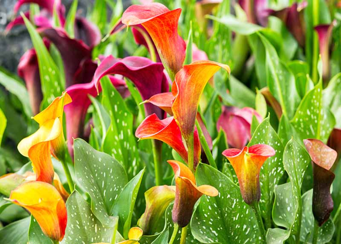 Calla Lily