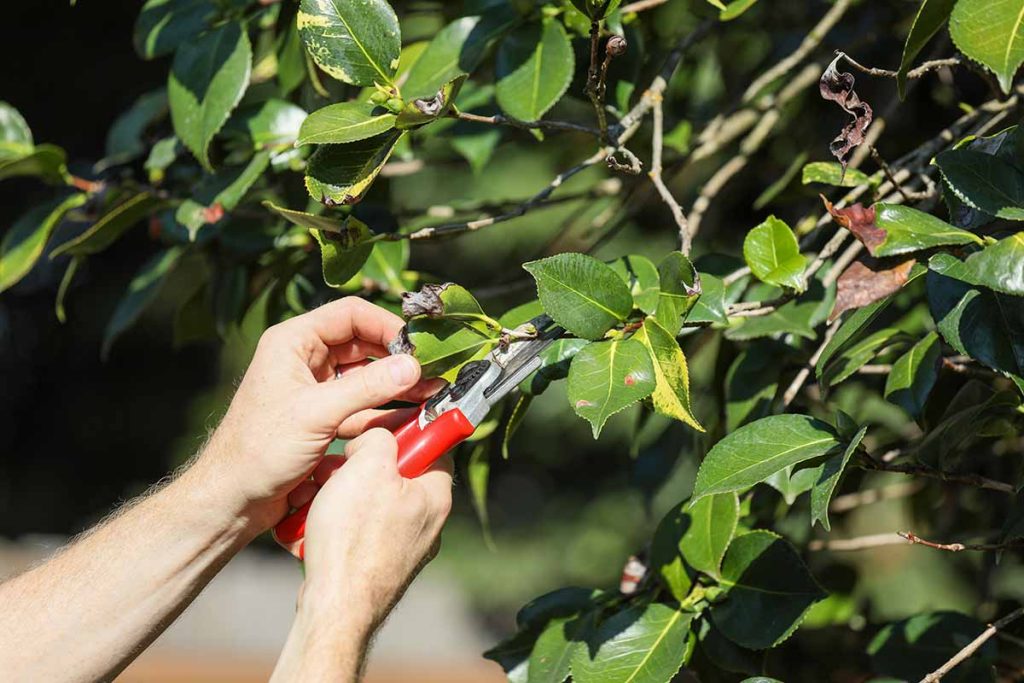 Camelia Pruning and Its Significance