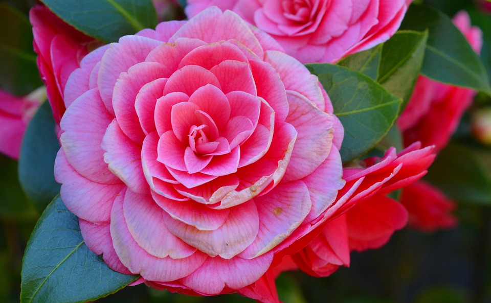 Camellia Japonica ‘Common Camellia’ Plant Care Guide