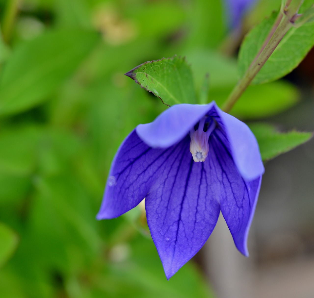 Campanula