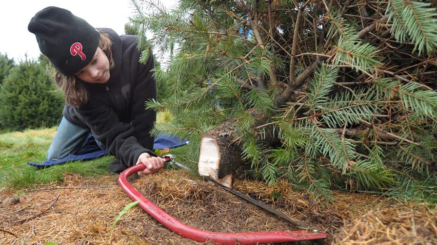 Can You Replant a Christmas Tree, and Should You? With vs Without Roots