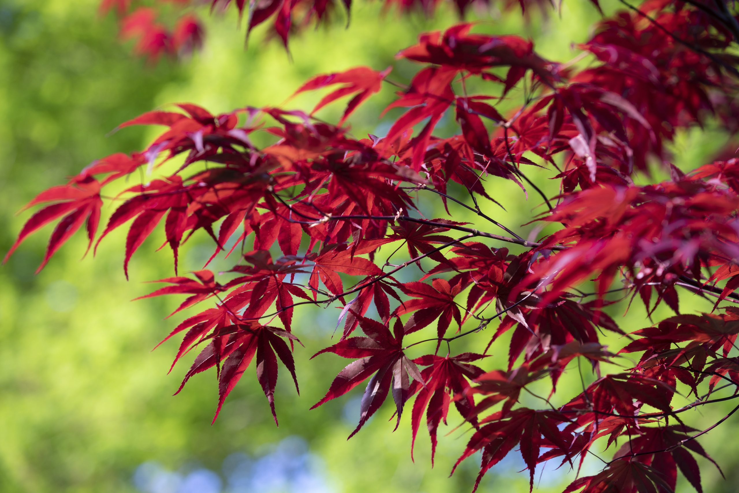 Can You Use Multi-Purpose Compost for Acers?
