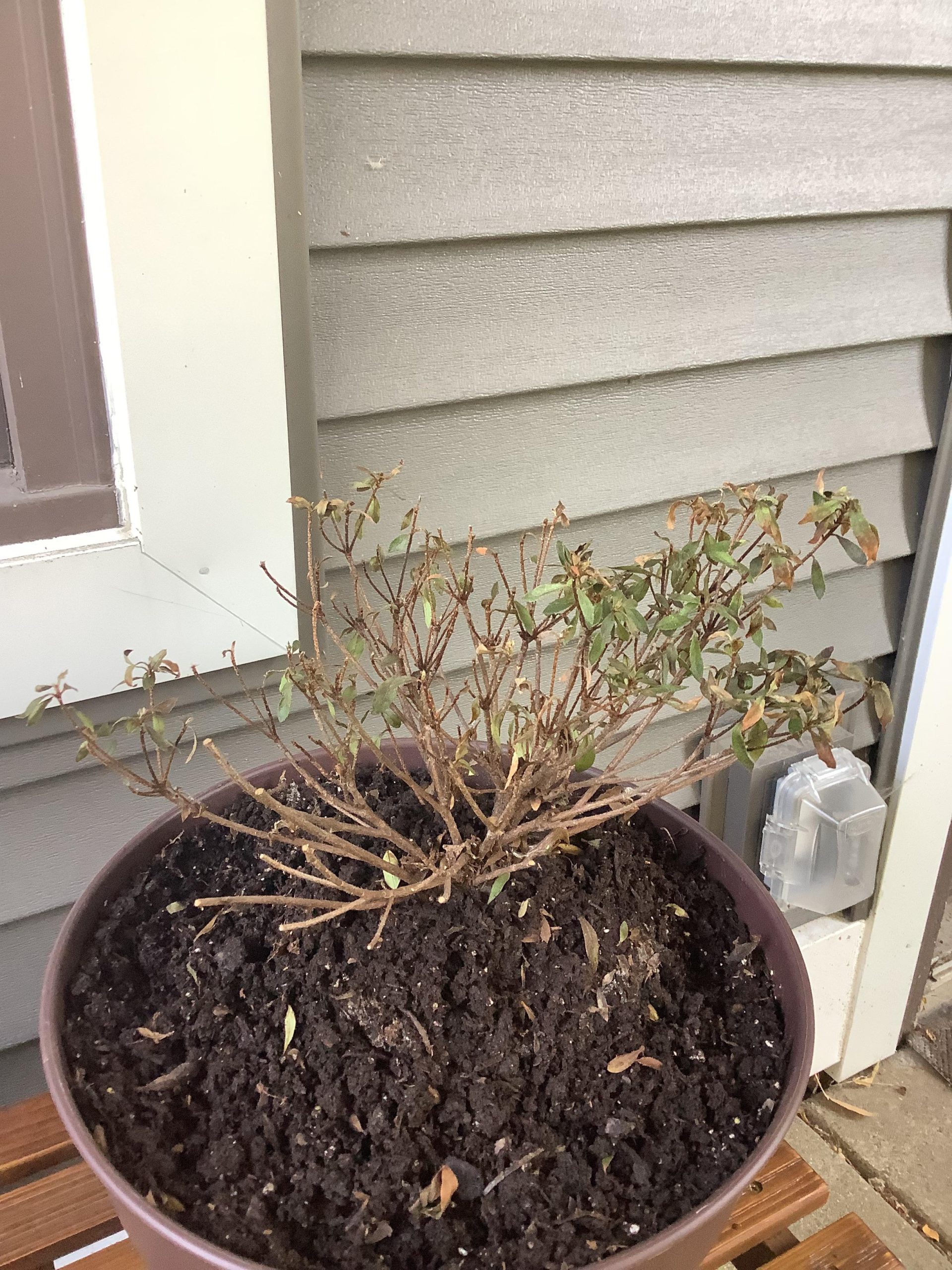 Can you Overwater Your Azalea?